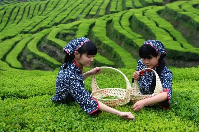 泰顺茶文化之 在《采茶舞曲》诞生地，那项新发明制出的泰顺茶，获苏联专家赞誉
