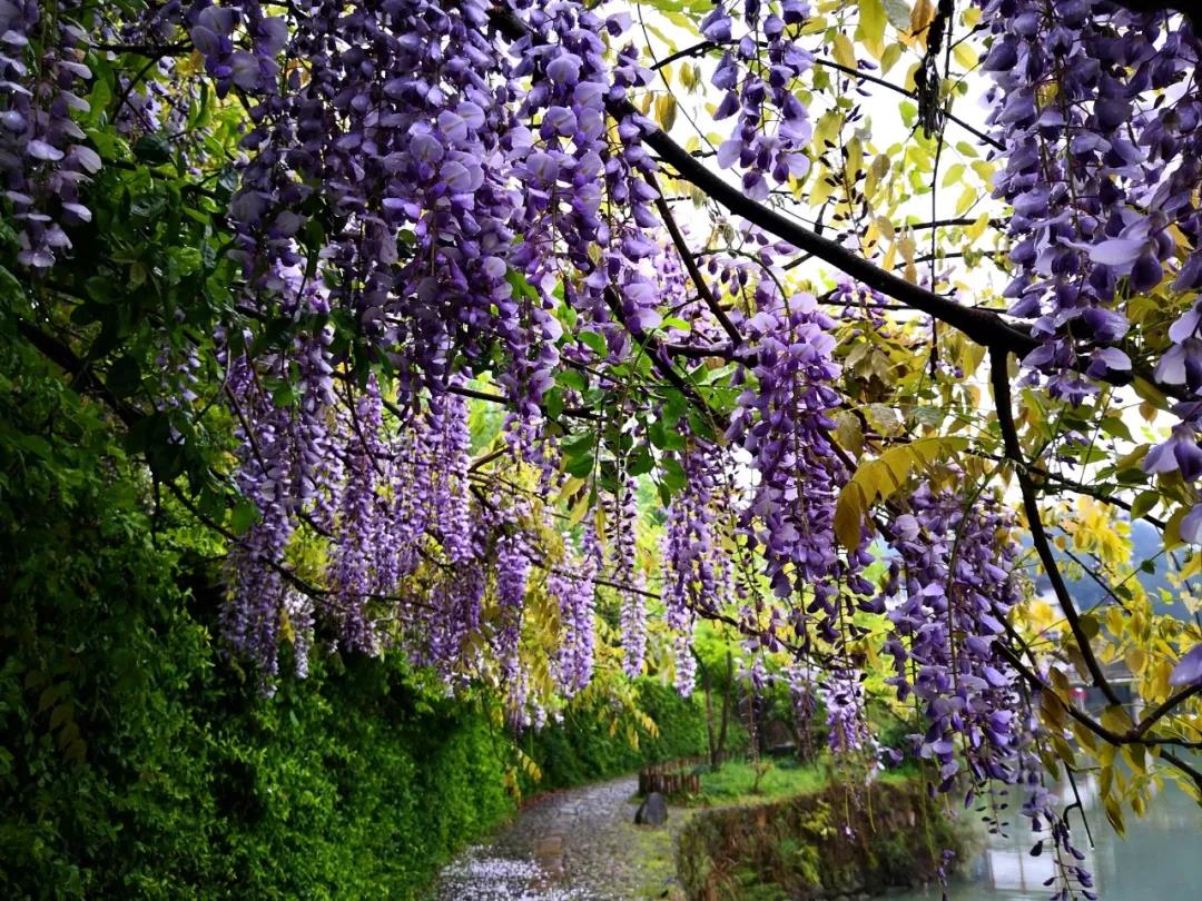 又有新的打卡地了，廊桥文化园这处游步道紫藤花开的美极了